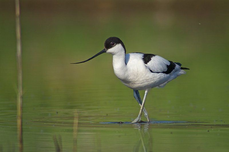 avocet ,шилоклювка, саблеклюн Шилоклювка утраphoto preview