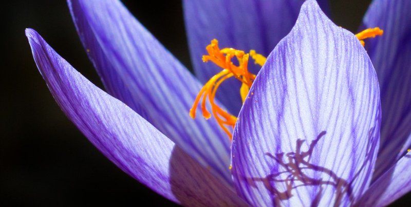 In the shadowphoto preview