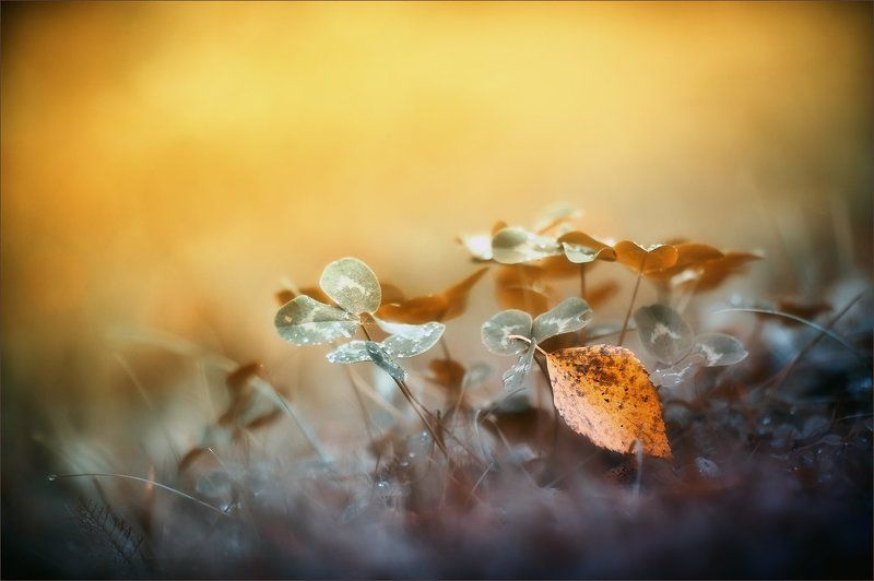 В плену осенней пеленыphoto preview