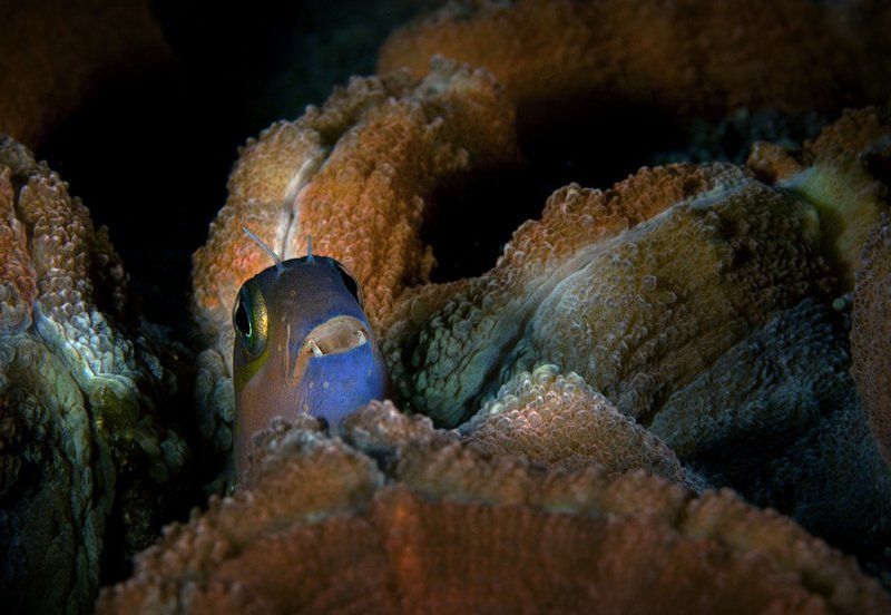 индонезия, комодо Инопланетянинphoto preview