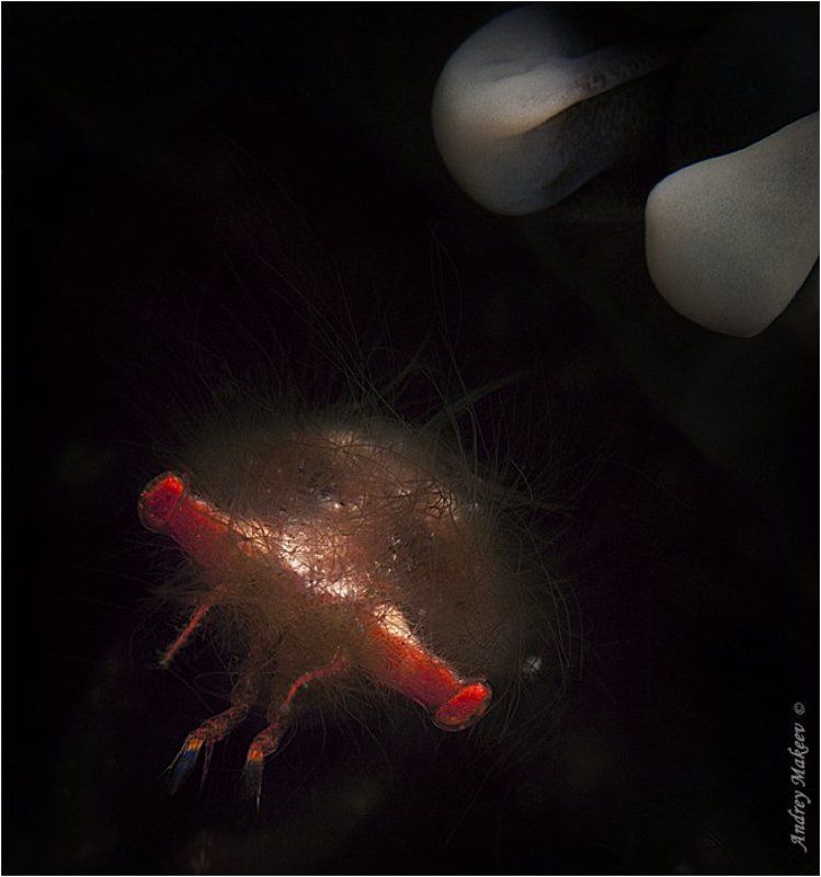 тихий океан, индонезия, комодо, краб - орангутанг. макро 3:1 Волосатый ужасphoto preview