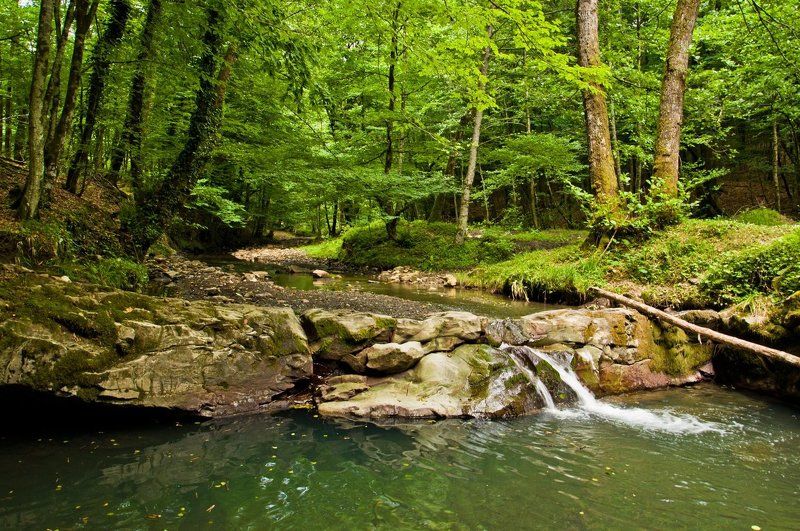 лето, лес, река, змейка, сочи Лето. Река и лесphoto preview