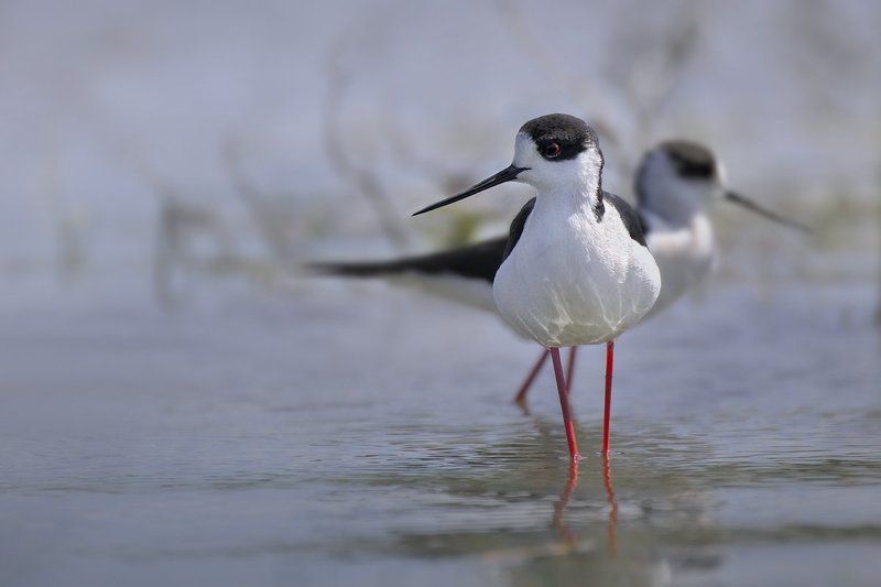 Black-winged Stilt (Himantopus himantopus) фото превью