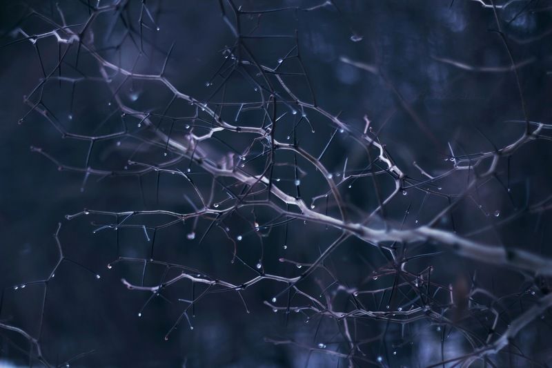 веточки-иголочки.photo preview