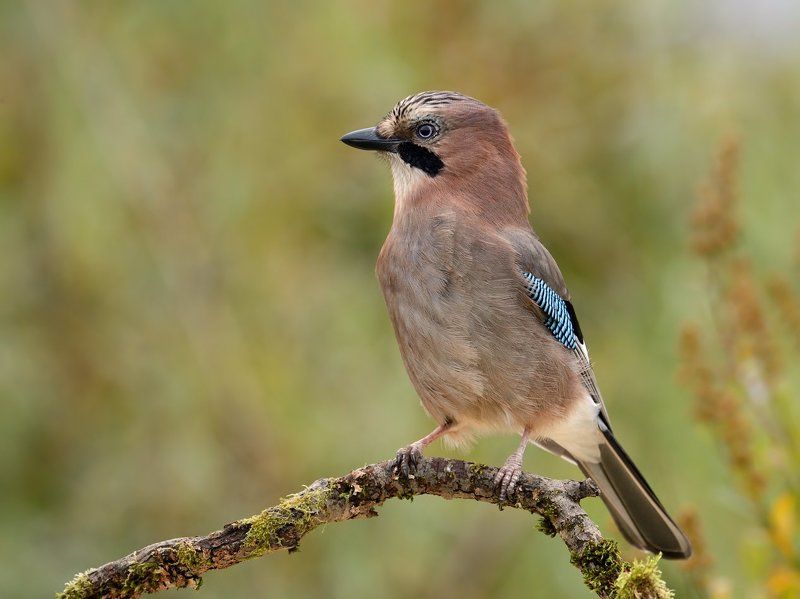 сойка., пасмурно. Сойка в осенних краскахphoto preview