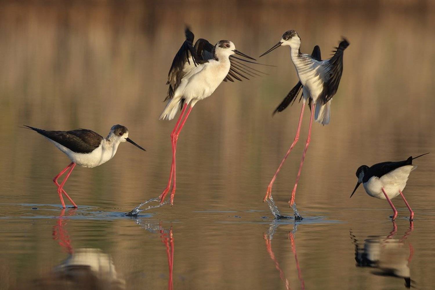 himantopus himantopus, black-winged stilt , кокилобегач, Евгени Стефанов