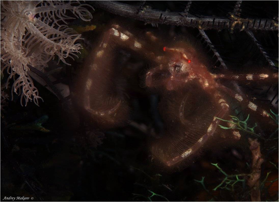 тихий океан, индонезия, комодо, краб - орангутан. макро 1.5 :1.  размер крабика - 1см., Андрей Макеев