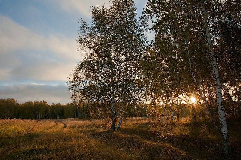 утро, лес, осень, рассвет, россия, природа, рязанская область, деревья, березы, солнце, трава, лучи, свет, morning, forest, autumn, dawn, russia, nature, ryazan region, trees, birch trees, sun, grass, rays, light Утро в осеннем лесуphoto preview