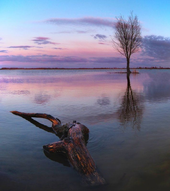 вода, дерево, отражение, вечер На пруду фото превью