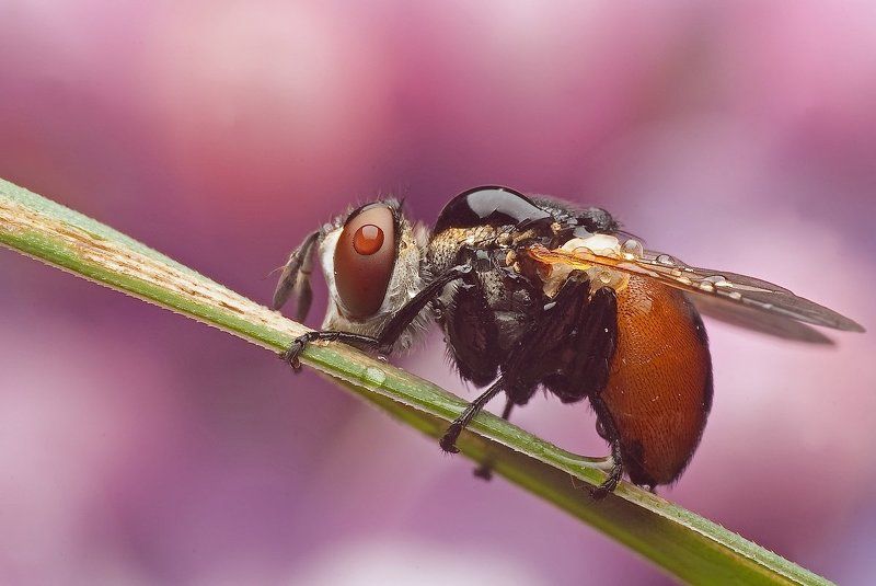 pokryty rosą..photo preview