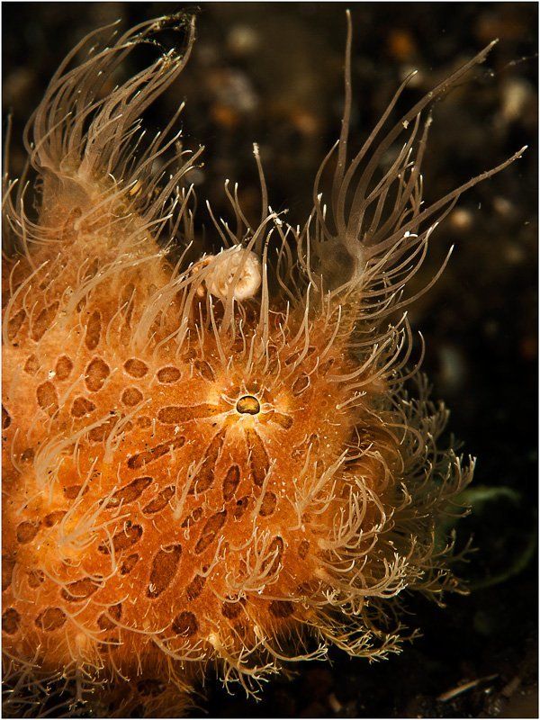 hairy frogfish, lembeh strait, north sulawesi, indonesia Hairy Frogfishphoto preview
