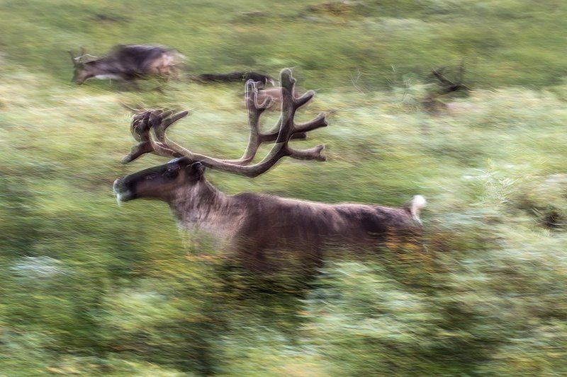север,  путешествия,   жизнь на краю земли, северный  олень северный оленьphoto preview