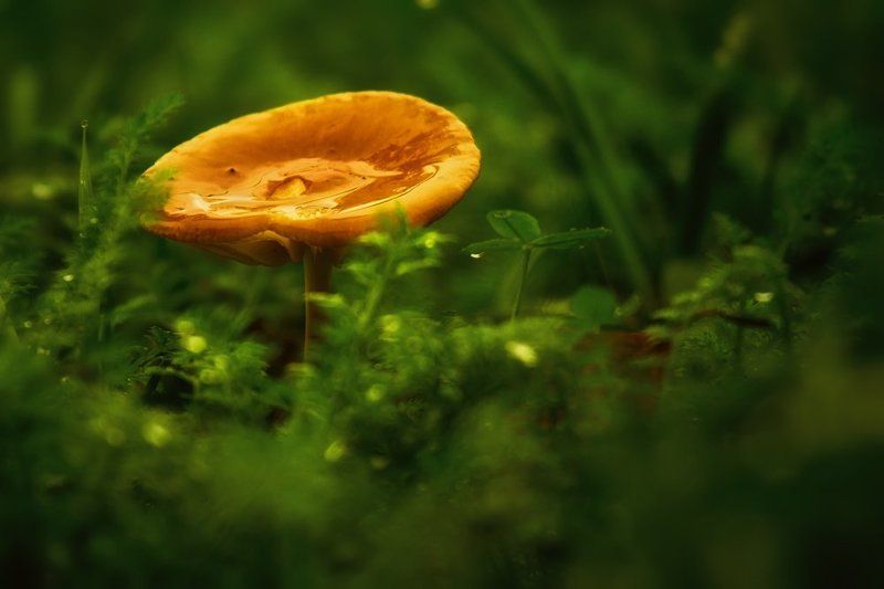 mushroom, golden, rain, grass, green Golden mushroom in the rainphoto preview