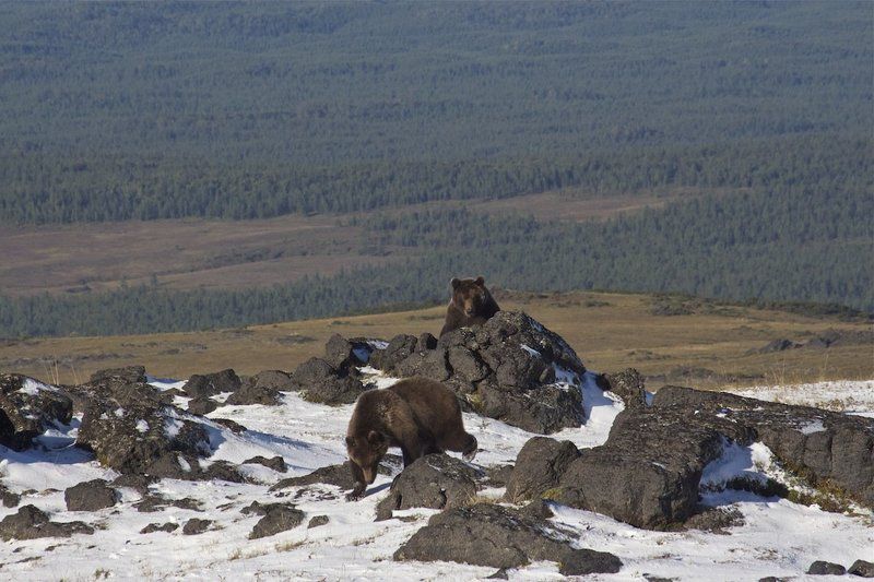 медведь, камчатка Не ждали?photo preview