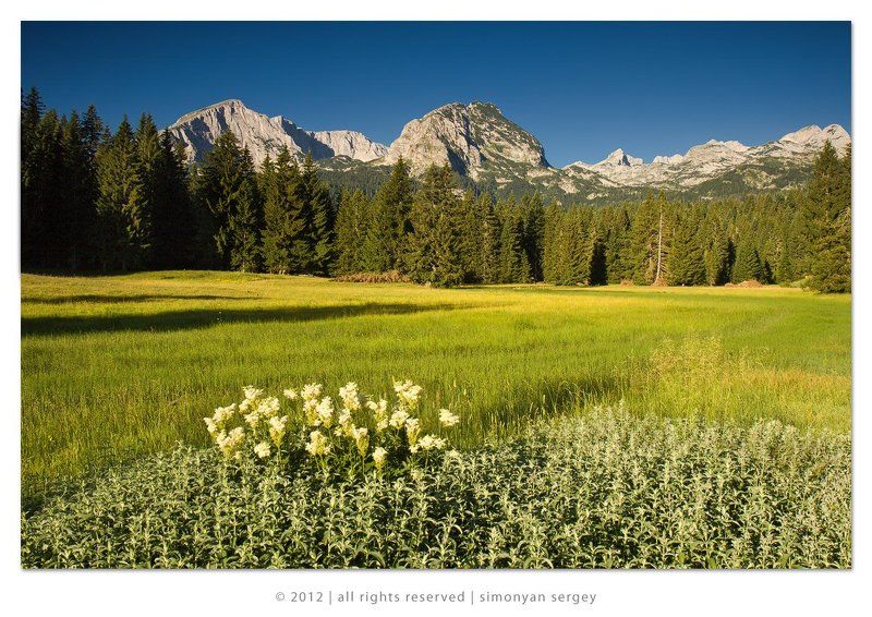 Голубое небо, Горы, Деревья, Дурмитор, Европа, Поле, Черногория Доброе утро,  Дурмитор!photo preview