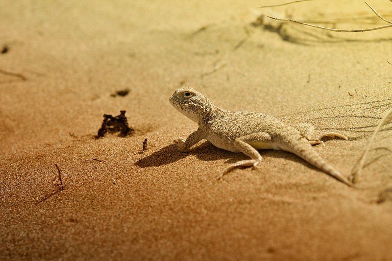 nikon, d7000, lizard, agama, macro, nature, animal, kazakhstan, круглоголовка, ящерица, пустыня, фотоохота Бродяга песковphoto preview