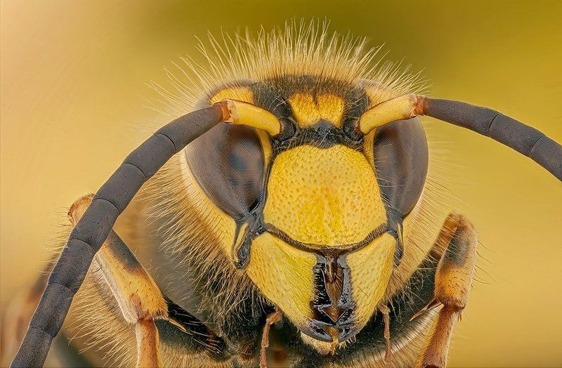 pu5z3k, poland, macro hornetphoto preview