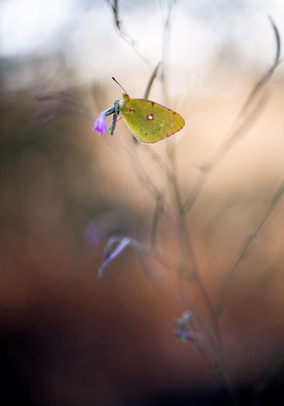 Colias crocea IIphoto preview