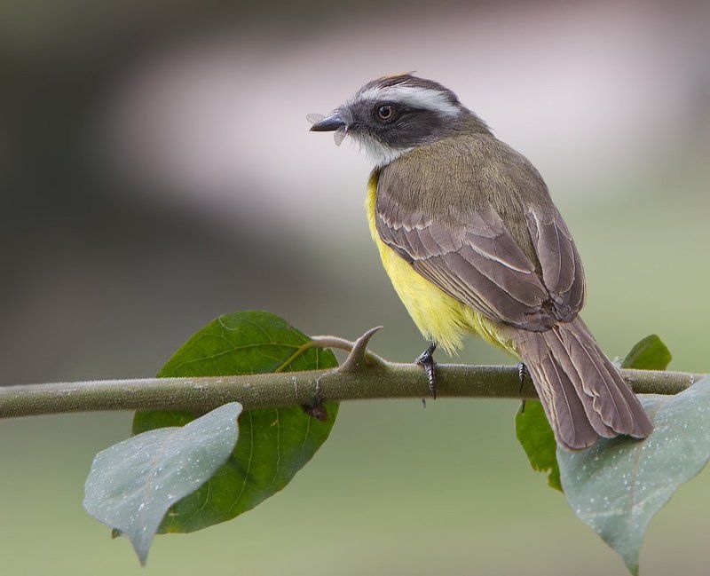 myiozetetes similis, питанга-крошка, птицы, бразилия Питанга-крошкаphoto preview