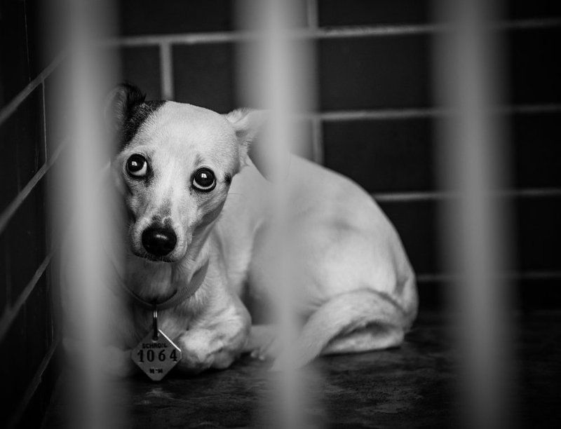 страхphoto preview