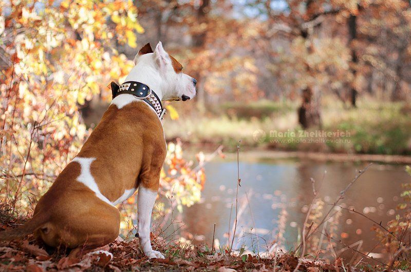 Мечтательphoto preview