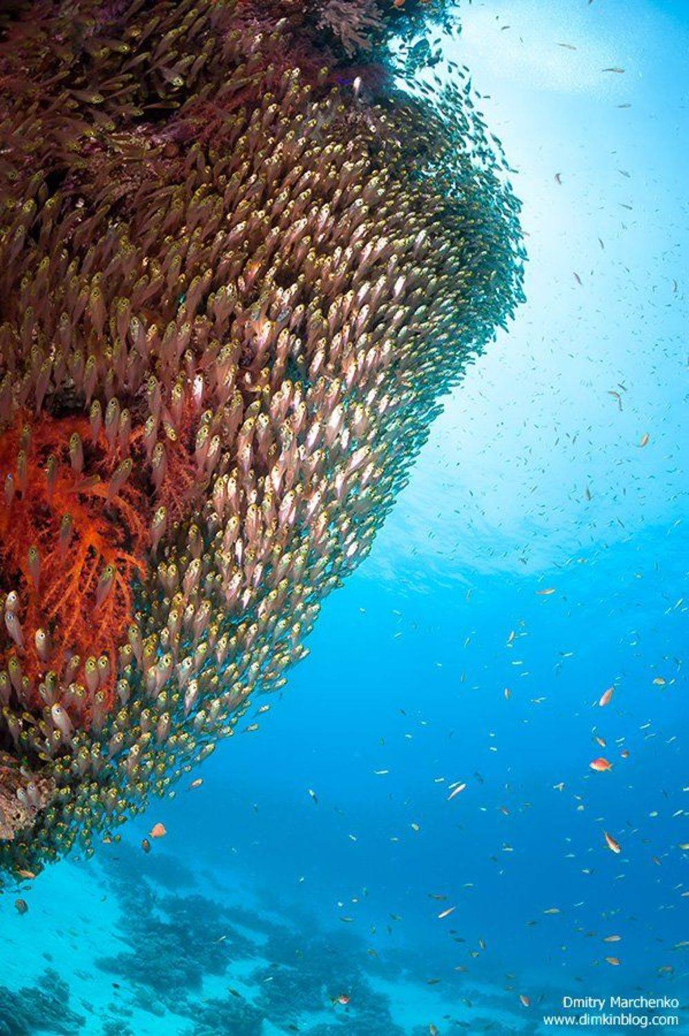 Вверх. Автор: Дмитрий glassfish, glass fish, Дмитрий