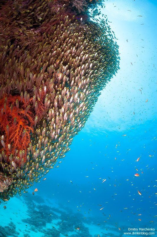 glassfish, glass fish Вверхphoto preview