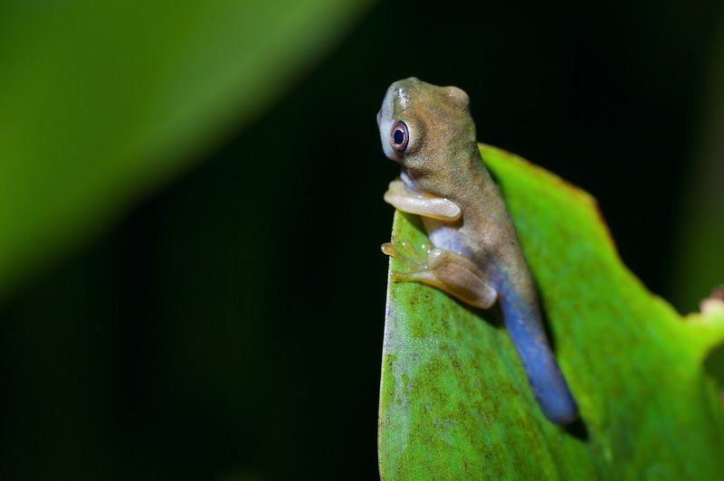 Скоро стану лягушкойphoto preview