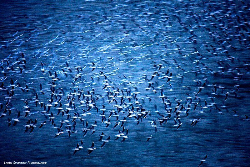 Blue Lifephoto preview