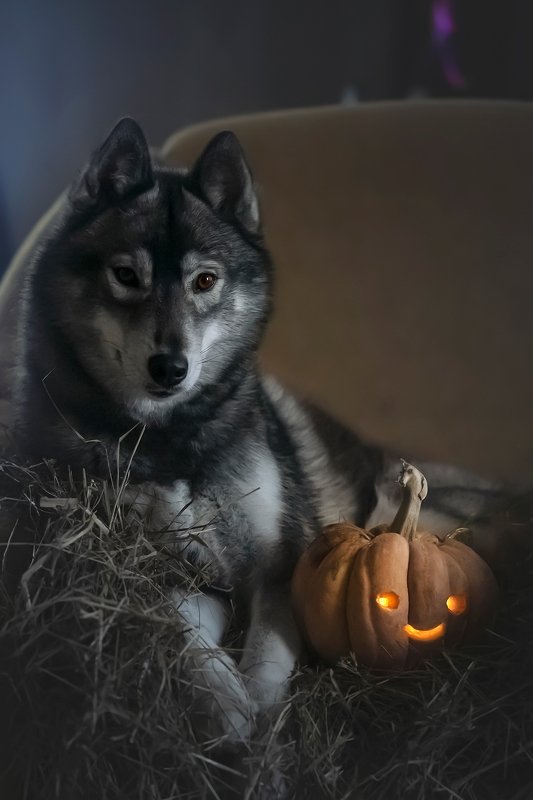 husky, dogs, siberian husky, halloween, pumphik Halloween Kumaphoto preview