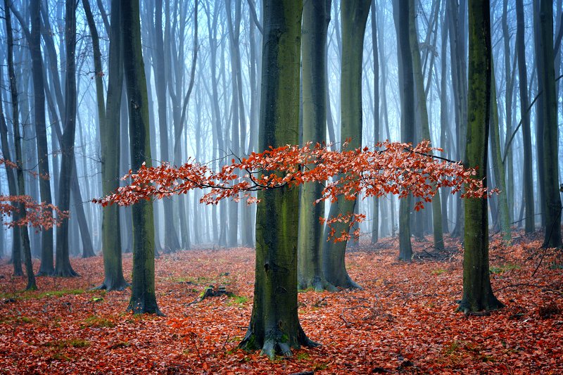 осенний лес forest autumn magic mist foggy red dranikowski tree leaf poland trees осенний лесphoto preview