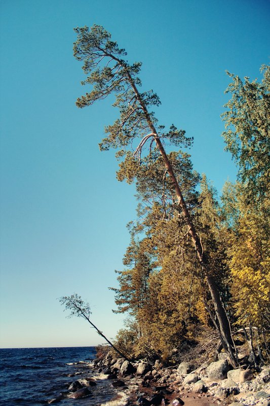 карелия, вода, дерево, озеро, осень, остров где-то в Карелииphoto preview