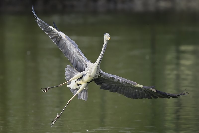 птицы birds Ardea cinereaphoto preview