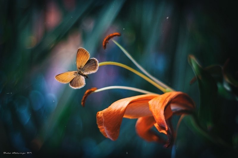 macro nature butterfly Ugly, Dirty, Old VIphoto preview