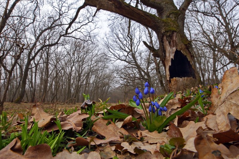 лес, пролеска, самарский, scilla, siberica, сибирская, широкоугольное макро, дуб, quercus, robur, вековые дубы Beauty and the Beastphoto preview