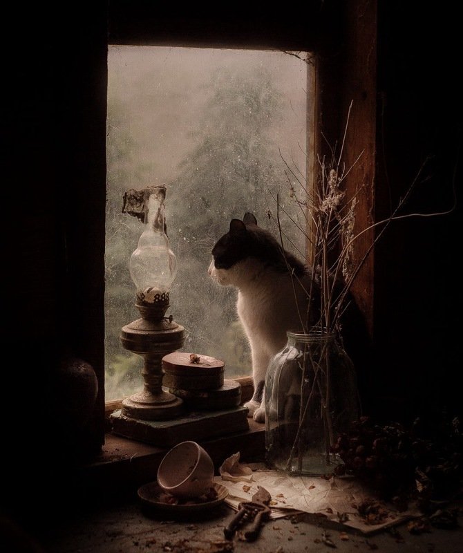 кот натюрморт животные грусть Одинокий ноябрьphoto preview