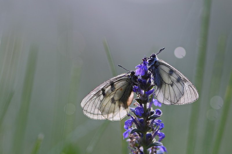 бабочка,лес,макро,парусник,роса,утро,самарский,мнемозина,parnassius,mnemosyne,живучка,женевская,мохнатая,ajuga,genevensis Предрассветные мнемозиныphoto preview