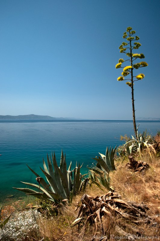 agave, ,summer, ,sunshine, ,sea, ,holidays, ,croatia Agavephoto preview