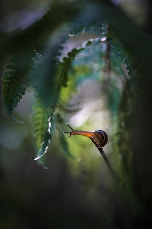 Этот удивительный мирphoto preview