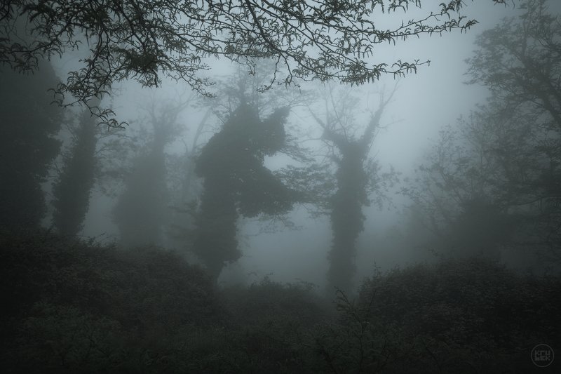 черногория, туман, лес Танцы в туманеphoto preview