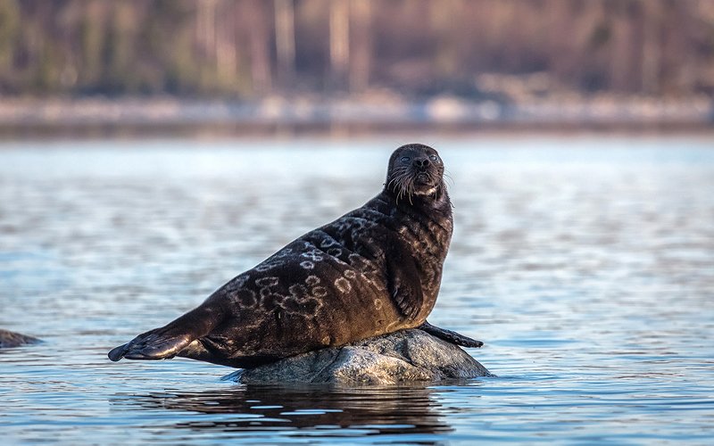 тюлень,пресноводный тюлень,нерпа,озеро ладога,республика карелия,россия,скалы,вода,камень,кольчатая нерпа, ладожская нерпа,ладожская нерпа Большой босс. (Ладожская нерпа)photo preview