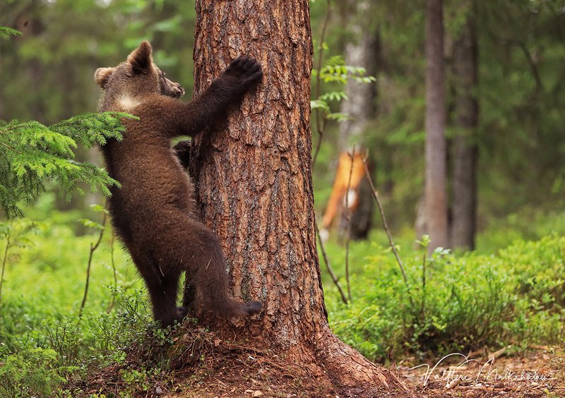 Играем в прятки ... фото превью