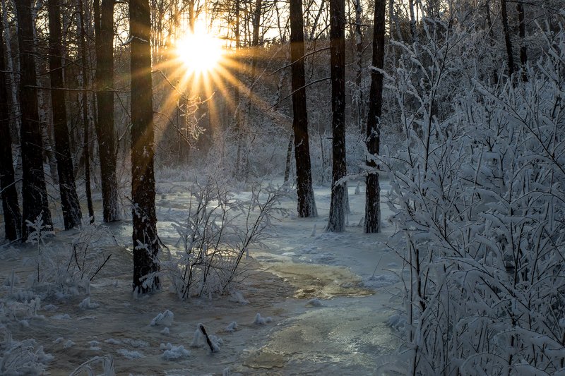 Прогулка в январском лесуphoto preview