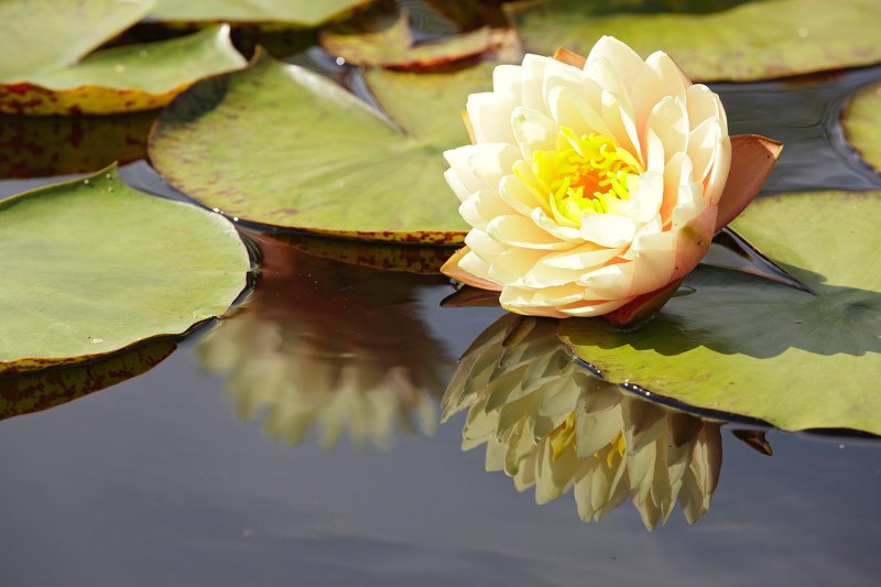 цветы растения кувшинка природа лето Кувшинкаphoto preview