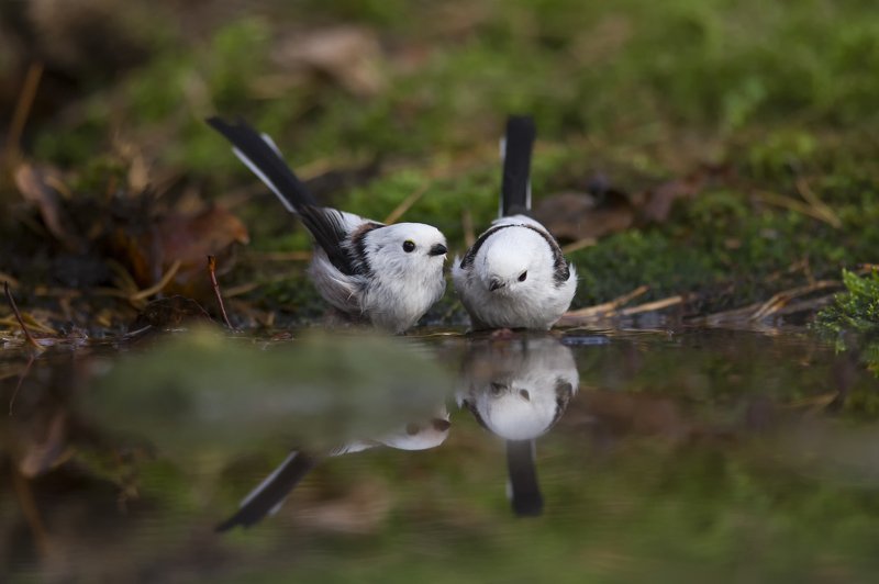 птицы,водопой,осень Птицы на водопоеphoto preview