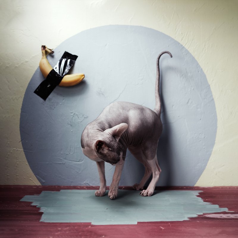 #искусство #сфинксы в натюрморте #кот #банан_маурицио Sphinx and artphoto preview