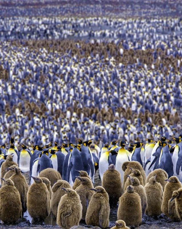 South Georgia Islandphoto preview