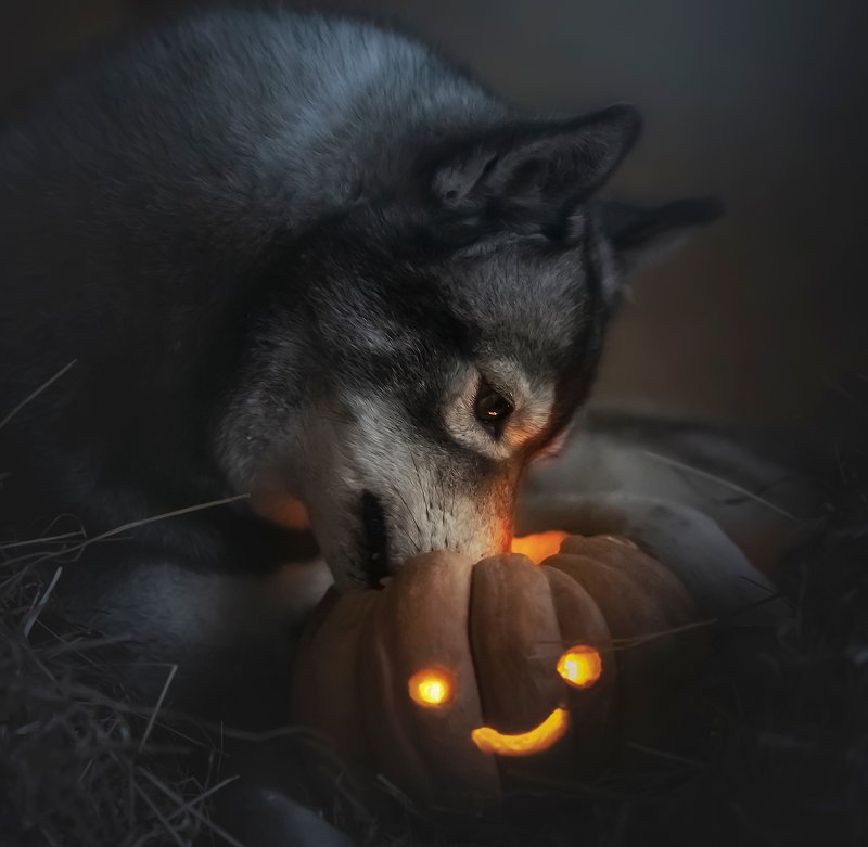 husky, dogs, siberian husky, halloween, pumphik Kuma and her dumbkinphoto preview