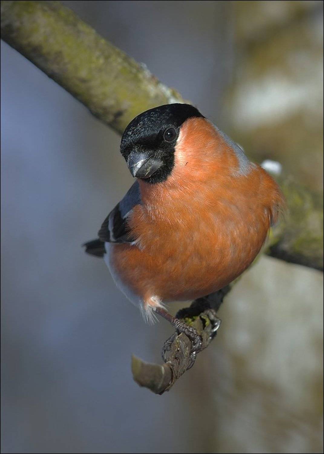 снегирь, Андрей Медведев