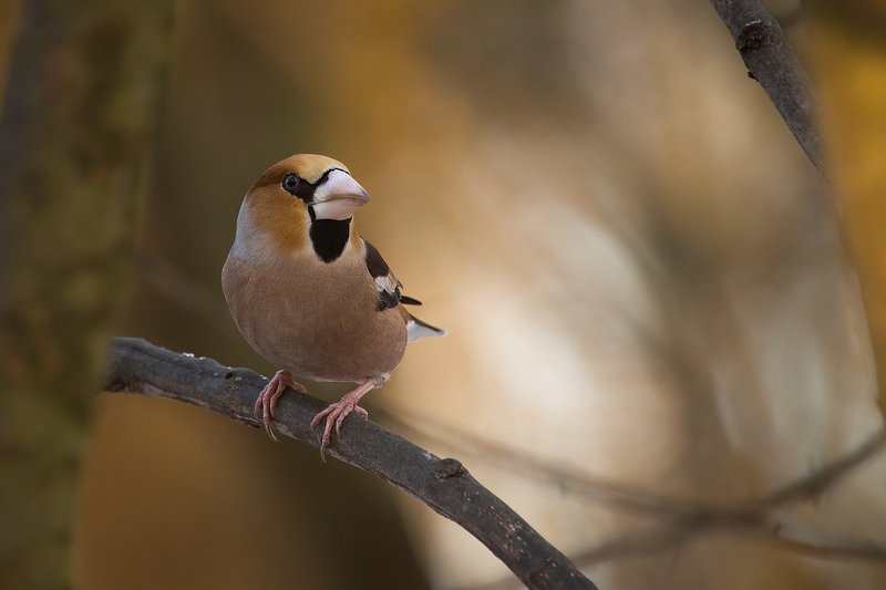 дубоносphoto preview